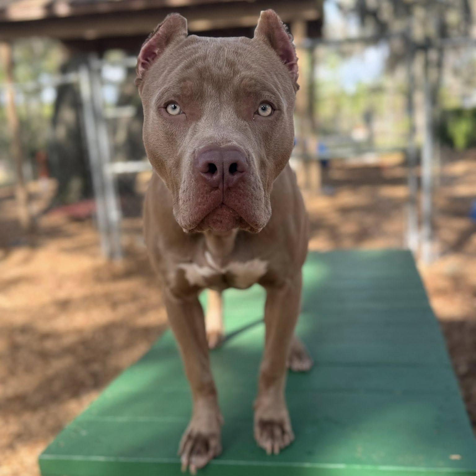 Enlarge Tonka, a Adoptable mixed breed in St. Augustine, FL image 2/3