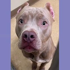 Enlarge Tonka, a Adoptable mixed breed in St. Augustine, FL image 3/3