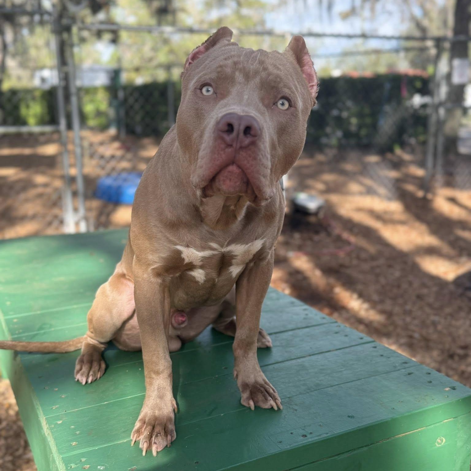 Enlarge Tonka, a Adoptable mixed breed in St. Augustine, FL image 1/3