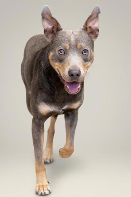 Koda, ADOPTABLE, Adult Male Mixed Breed.