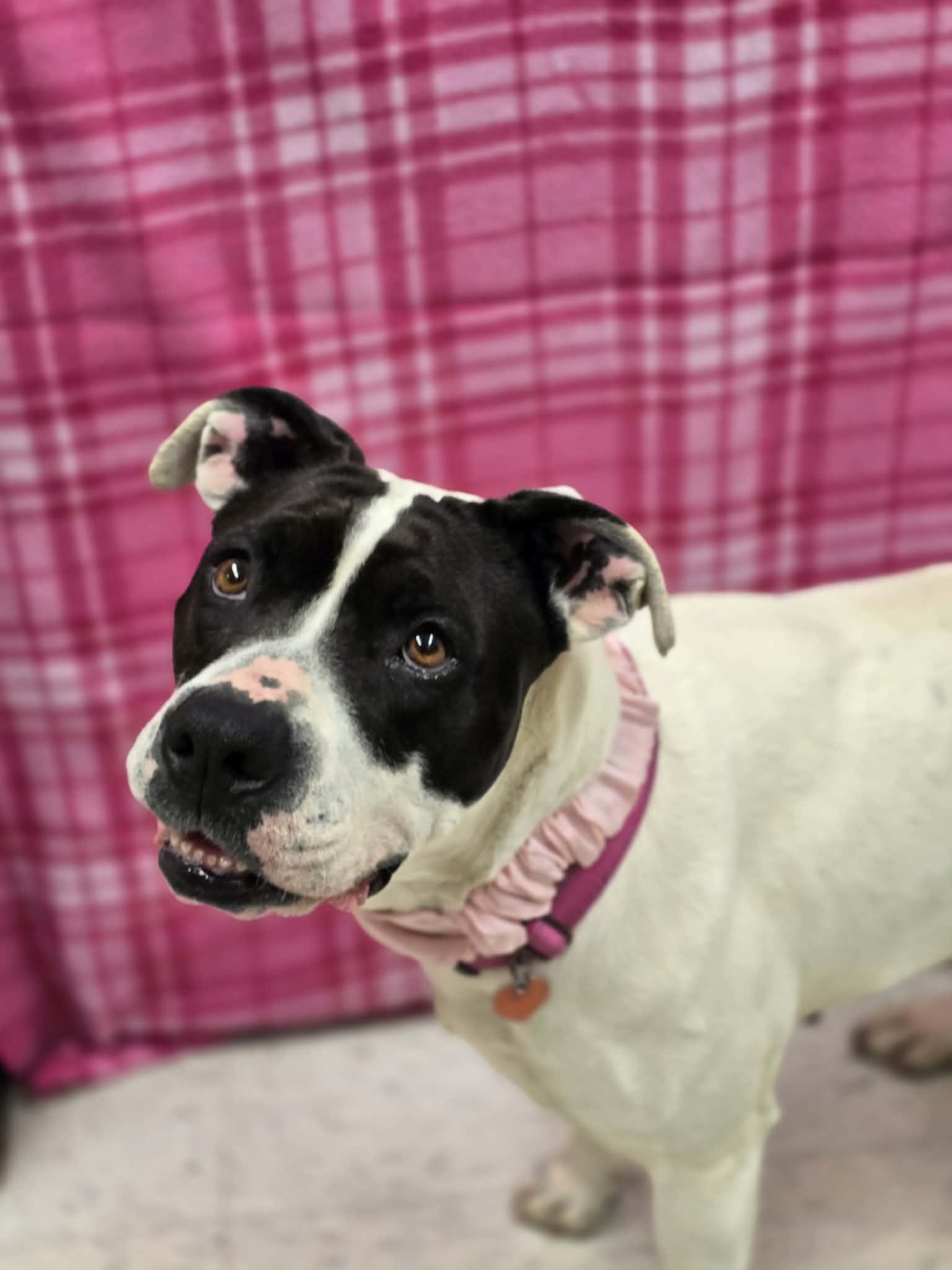 Enlarge Katana, a ADOPTABLE mixed breed in Grants Pass, OR image 4/4