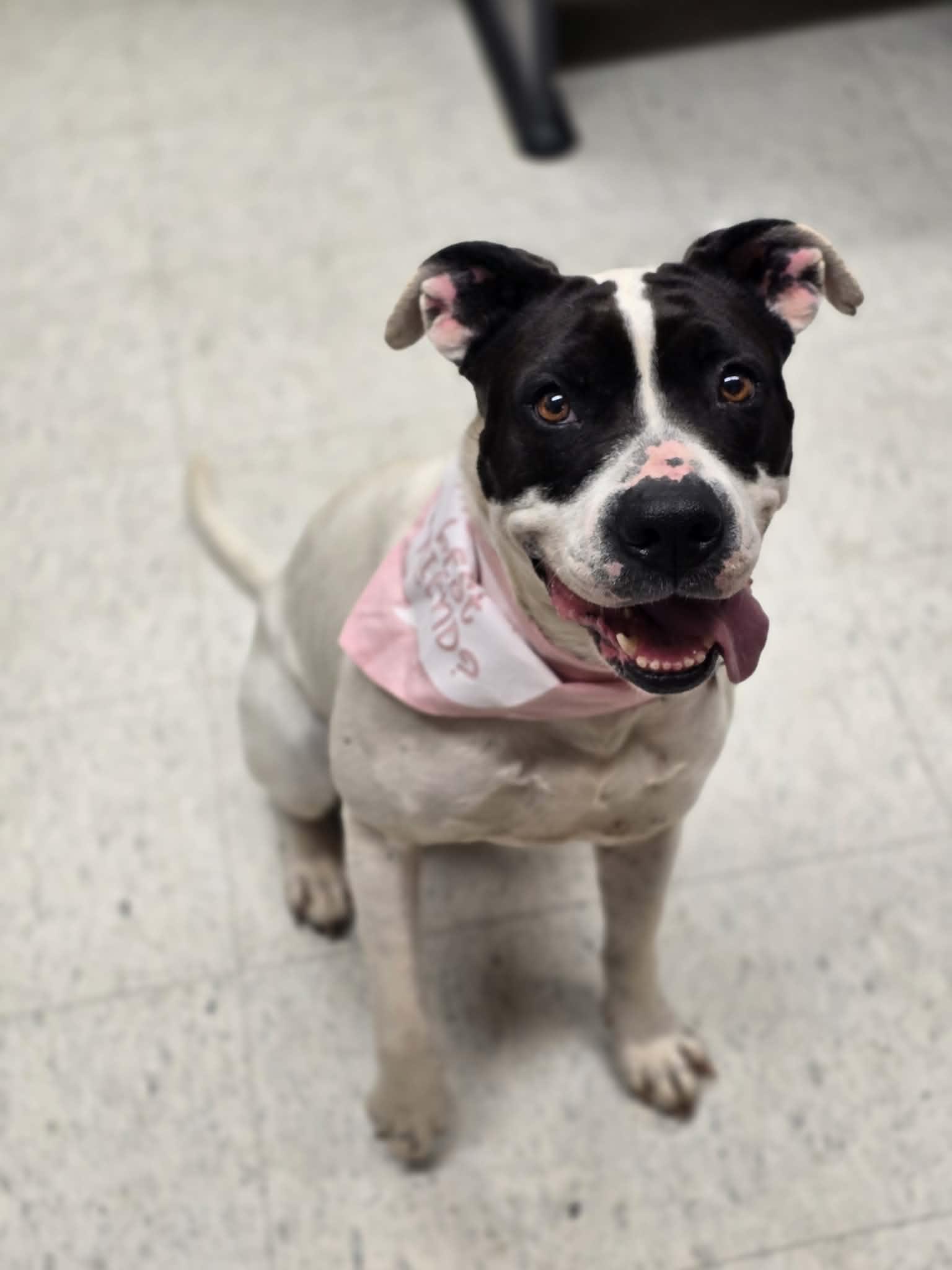 Enlarge Katana, a ADOPTABLE mixed breed in Grants Pass, OR image 3/4