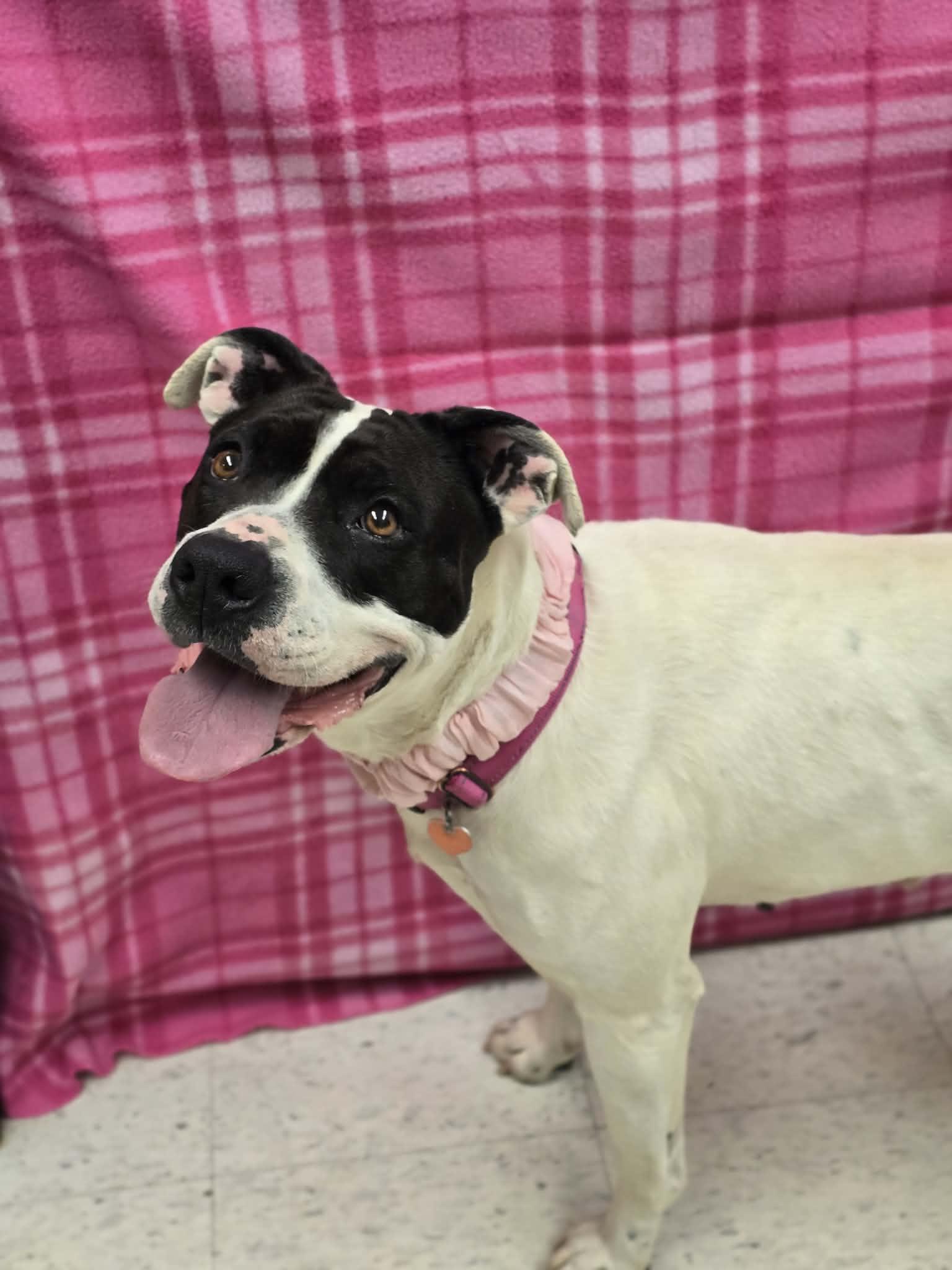 Enlarge Katana, a ADOPTABLE mixed breed in Grants Pass, OR image 2/4