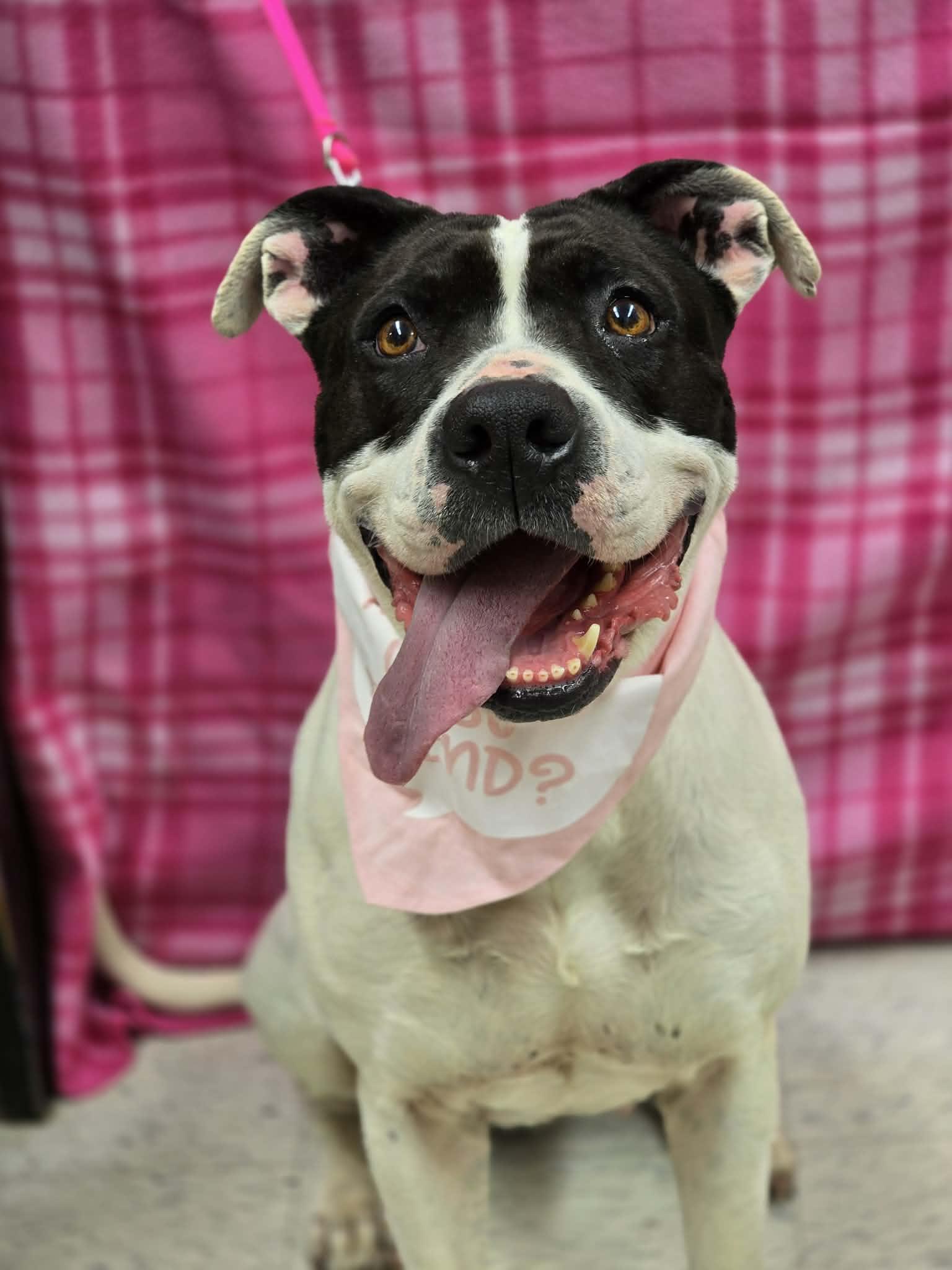 Katana, ADOPTABLE, Adult Female Pit Bull Terrier.