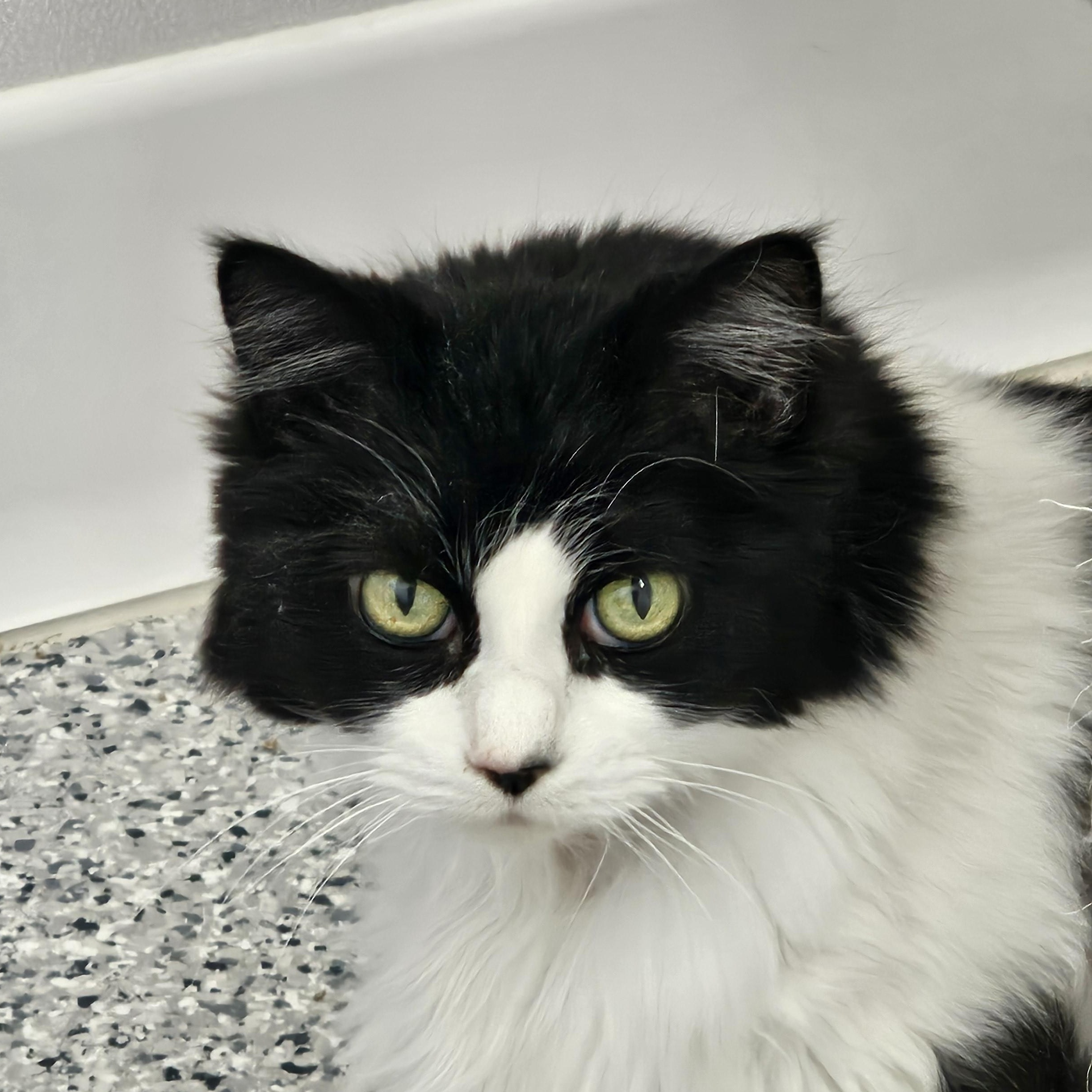 Enlarge Lucy, a Adoptable Domestic Long Hair in Stockbridge, MI image 1/1