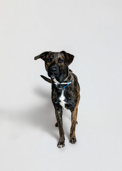 Walter, Adoptable, Adult Male Plott Hound & Mixed Breed.