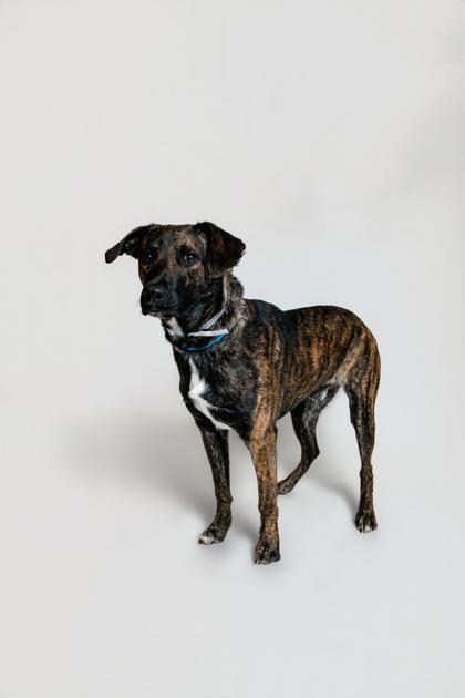 Enlarge Walter, a Adoptable mixed breed in Sevierville, TN image 2/2