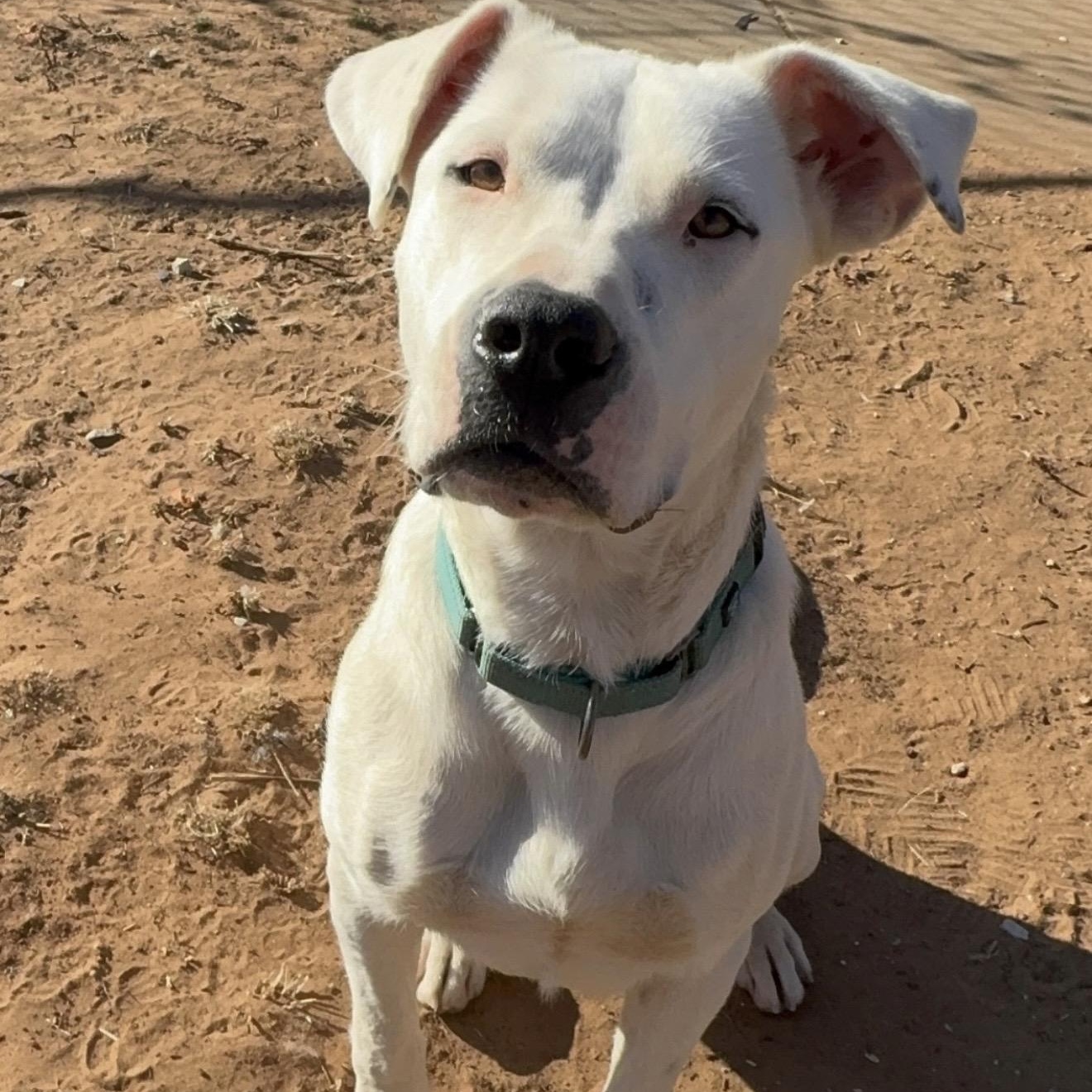 Snow White , ADOPTABLE, Adult Female Pit Bull Terrier & Dogo Argentino.