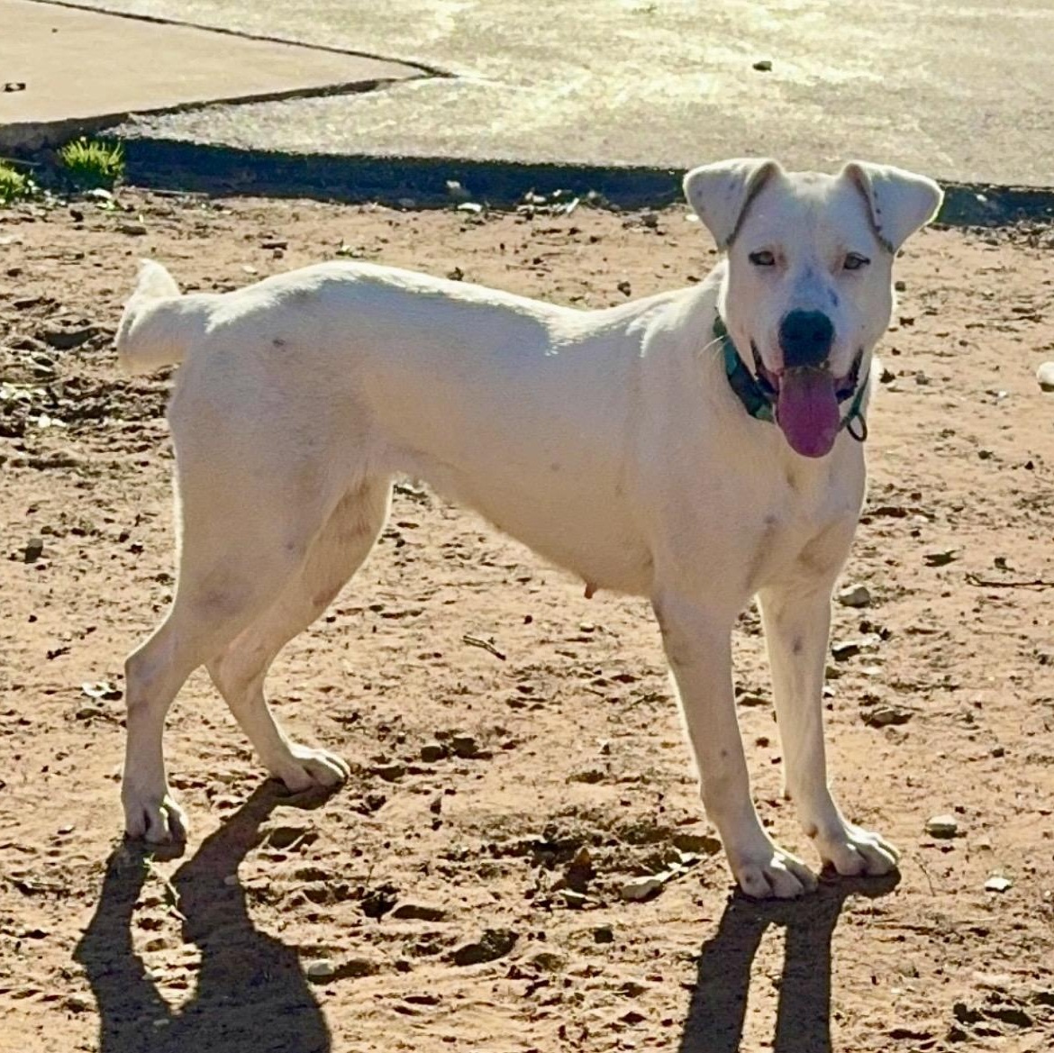Enlarge Snow White , a ADOPTABLE mixed breed in Pelham, NH image 2/6