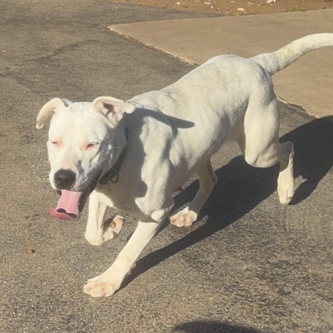 Enlarge Snow White , a ADOPTABLE mixed breed in Pelham, NH image 5/6