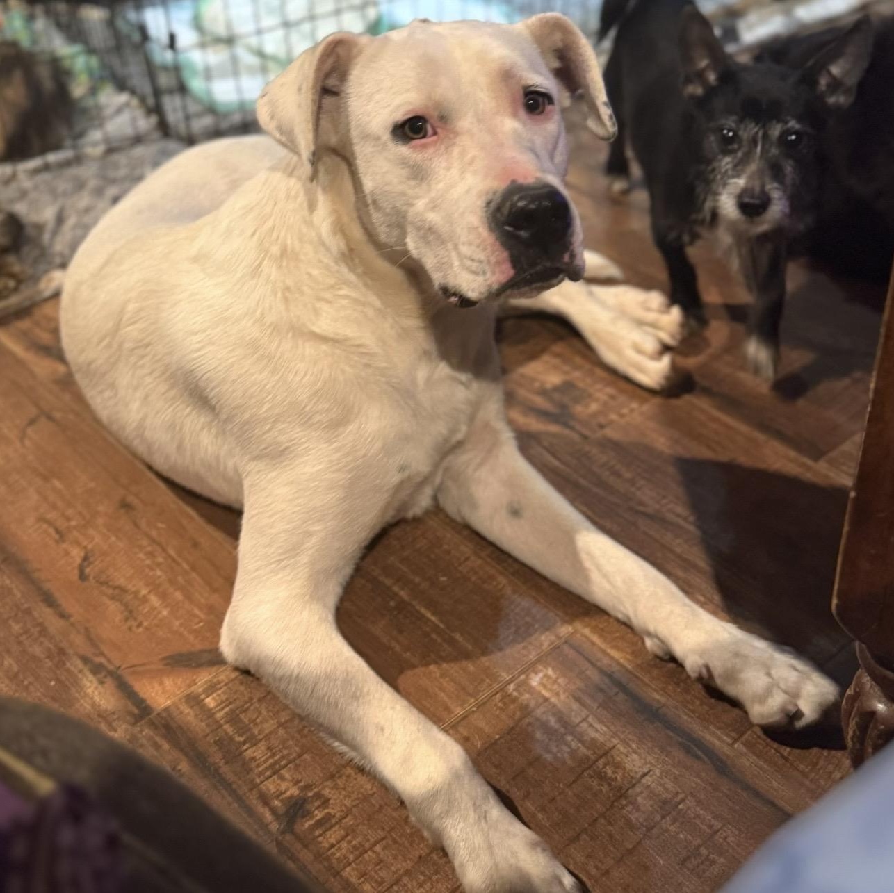 Snow White thumbnail 4