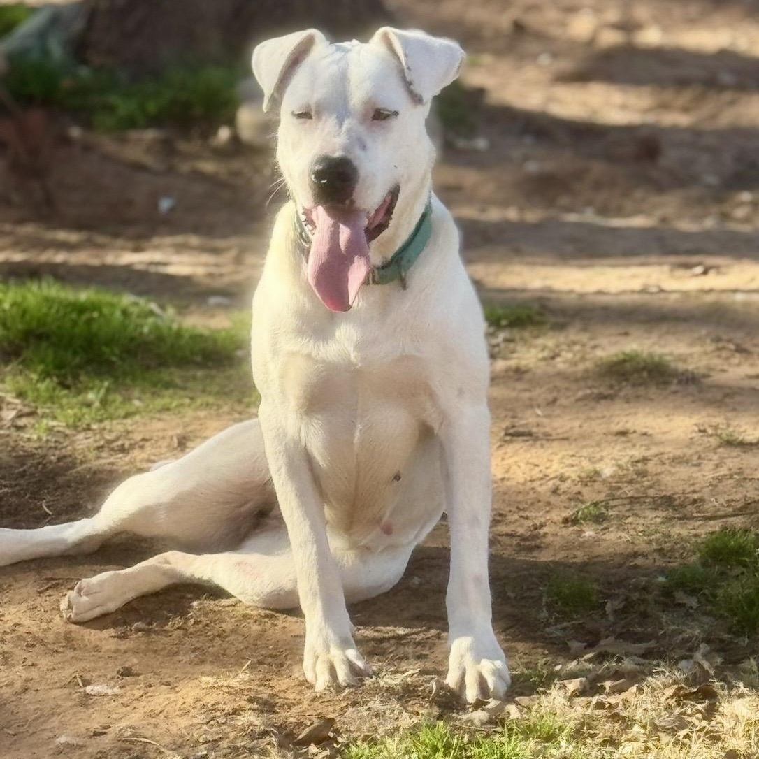 Enlarge Snow White , a ADOPTABLE mixed breed in Pelham, NH image 6/6