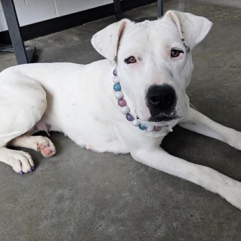 Enlarge Snow White , a ADOPTABLE mixed breed in Pelham, NH image 3/6