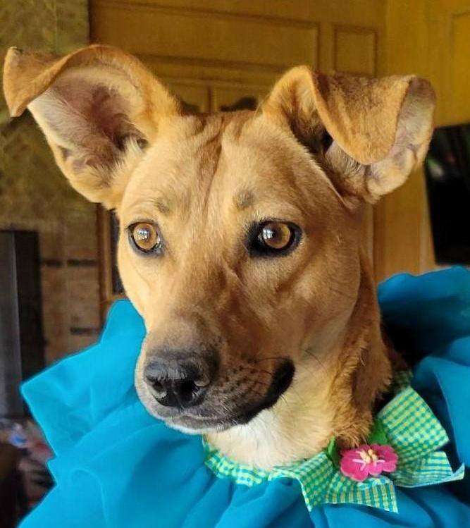 Pacaya, a Adoptable mixed breed in Portland, OR image 1/6