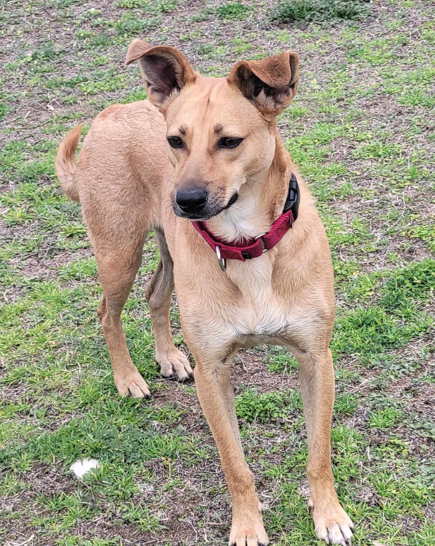 Pacaya, a Adoptable mixed breed in Portland, OR image 3/6