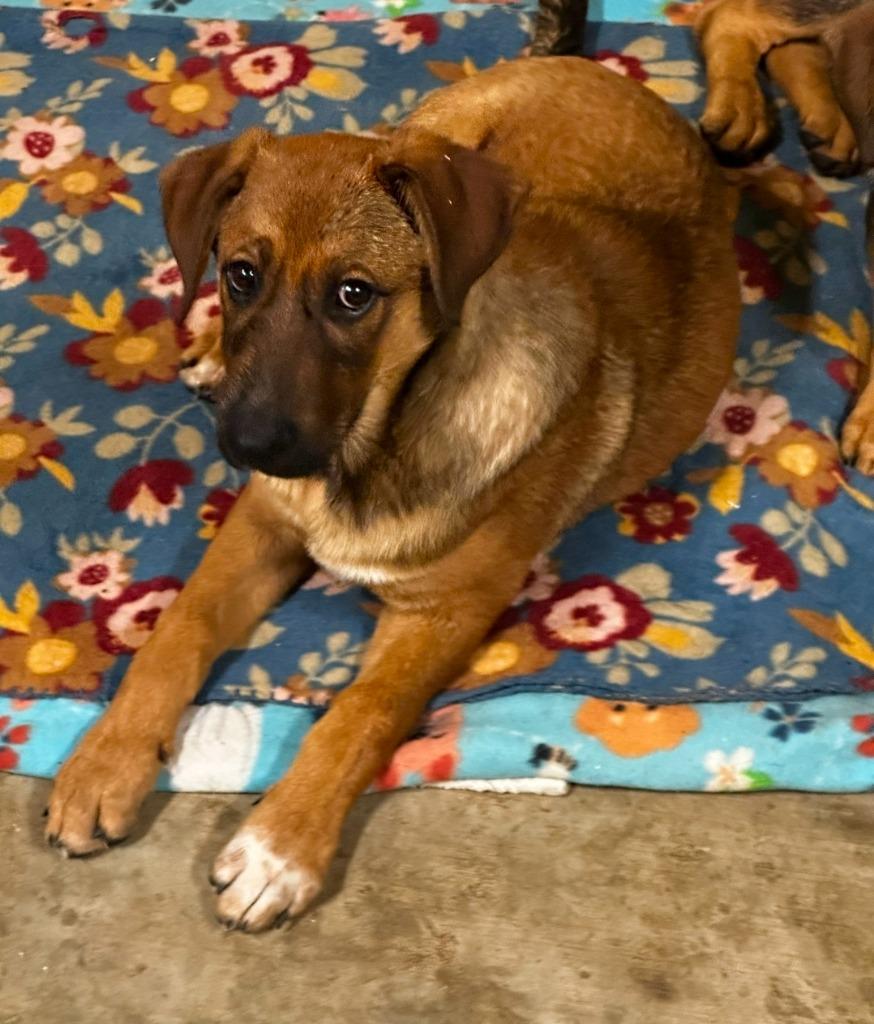 Pax, Adoptable, Puppy Male Shepherd.
