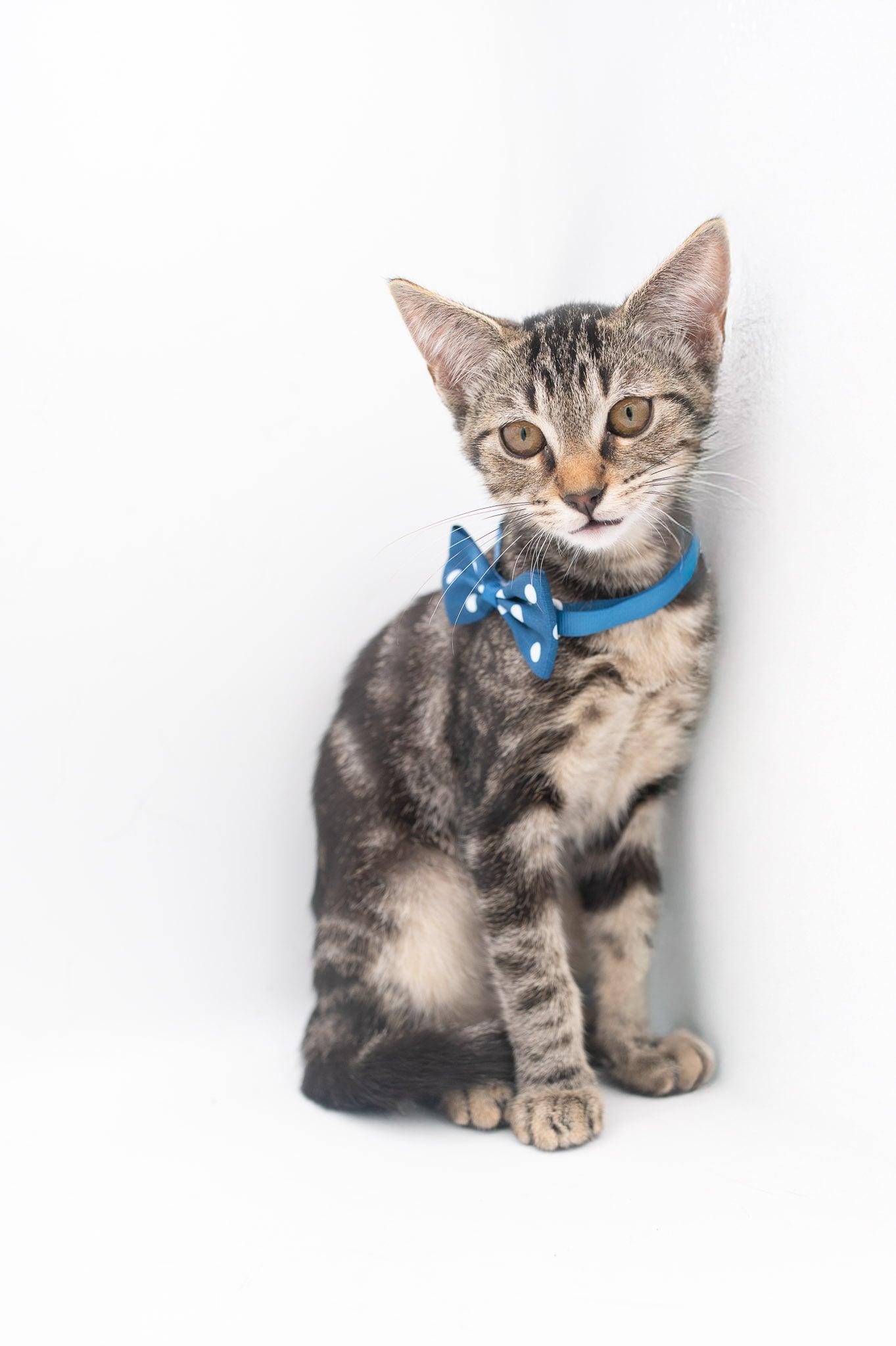 Zim . (so sweet), a Adoptable Tabby in Farmington, CT image 3/6