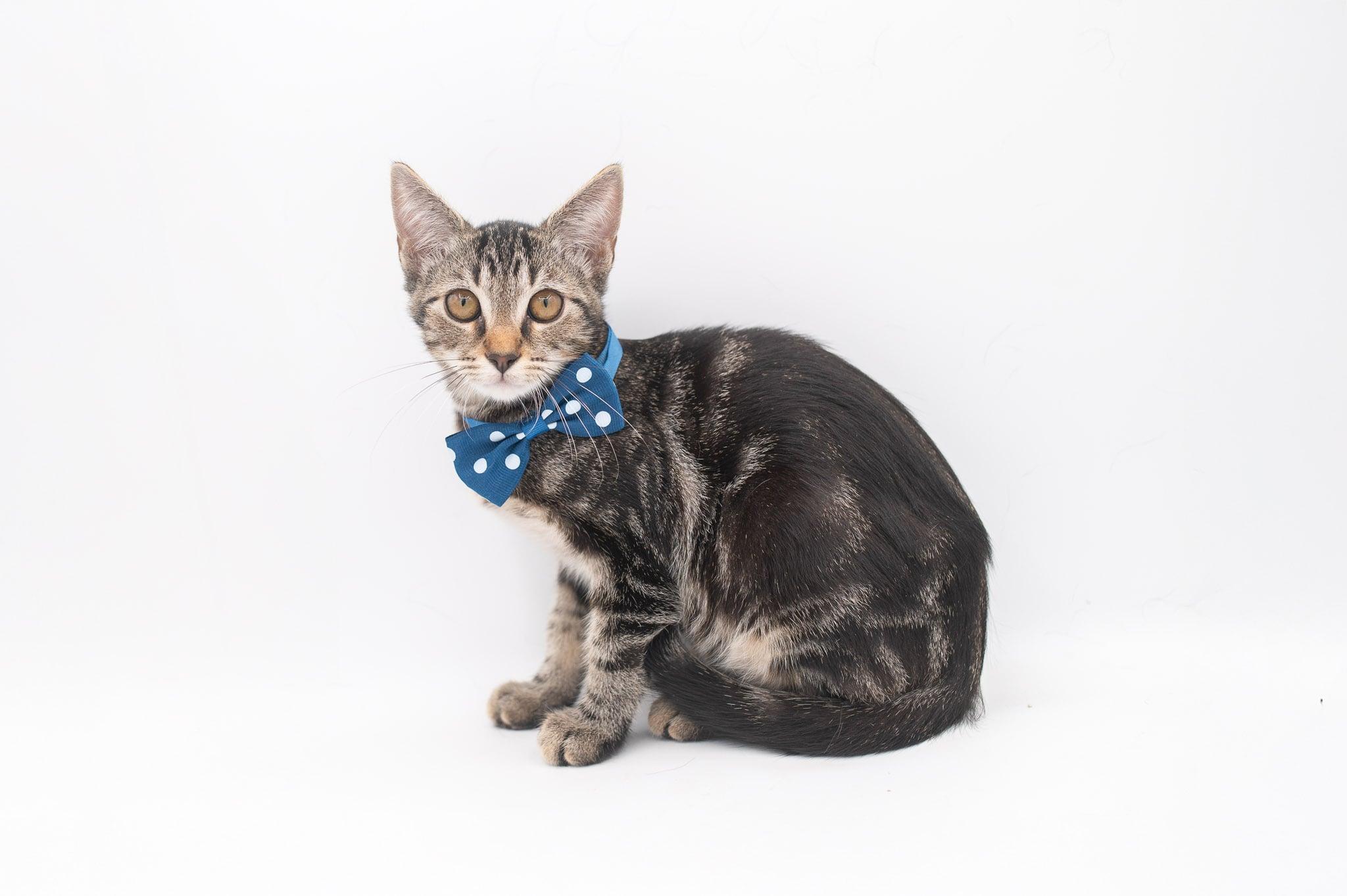 Zim . (so sweet), a Adoptable Tabby in Farmington, CT image 4/6