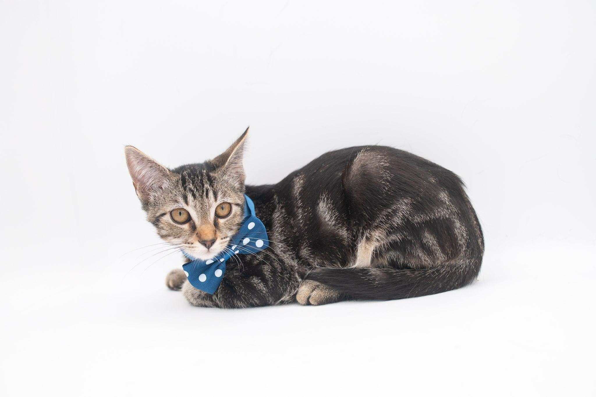 Zim . (so sweet), a Adoptable Tabby in Farmington, CT image 5/6