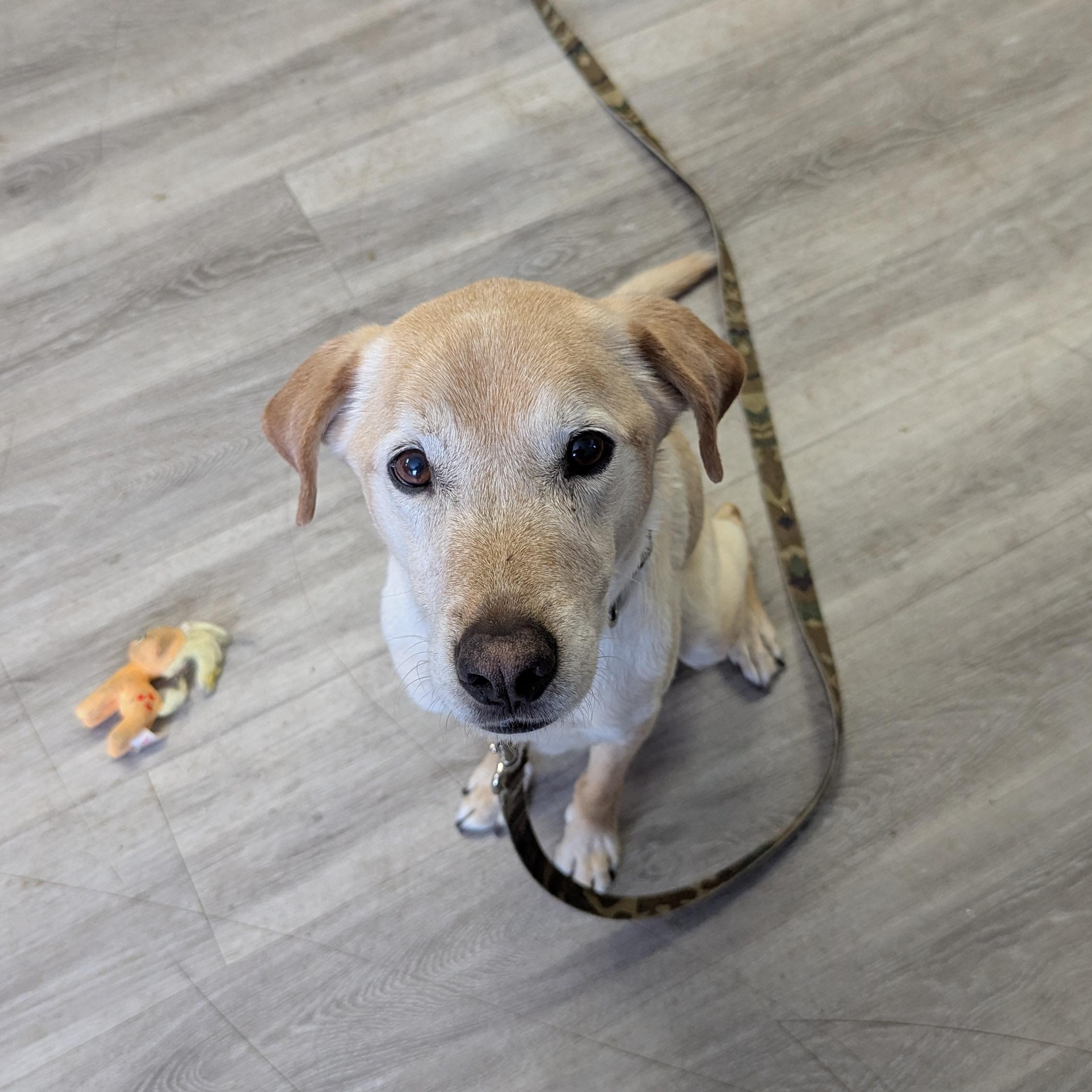 Enlarge Walter, an adopted mixed breed in Morden, MB image 4/4