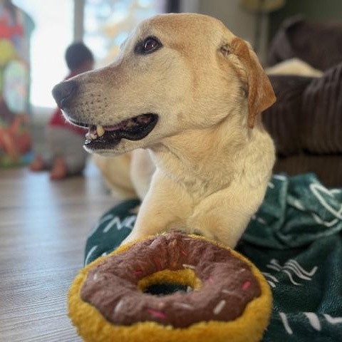 Enlarge Walter, an adopted mixed breed in Morden, MB image 3/4