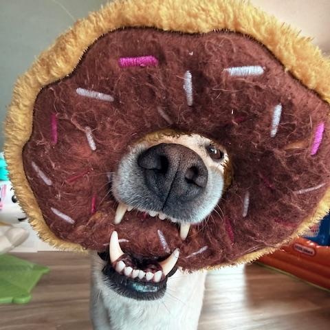 Enlarge Walter, an adopted mixed breed in Morden, MB image 2/4