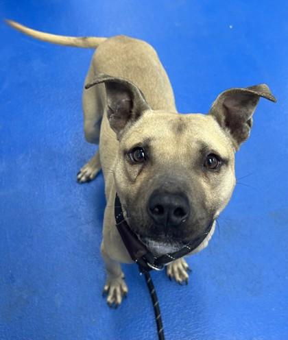 Birch, ADOPTABLE, Adult Male Terrier.