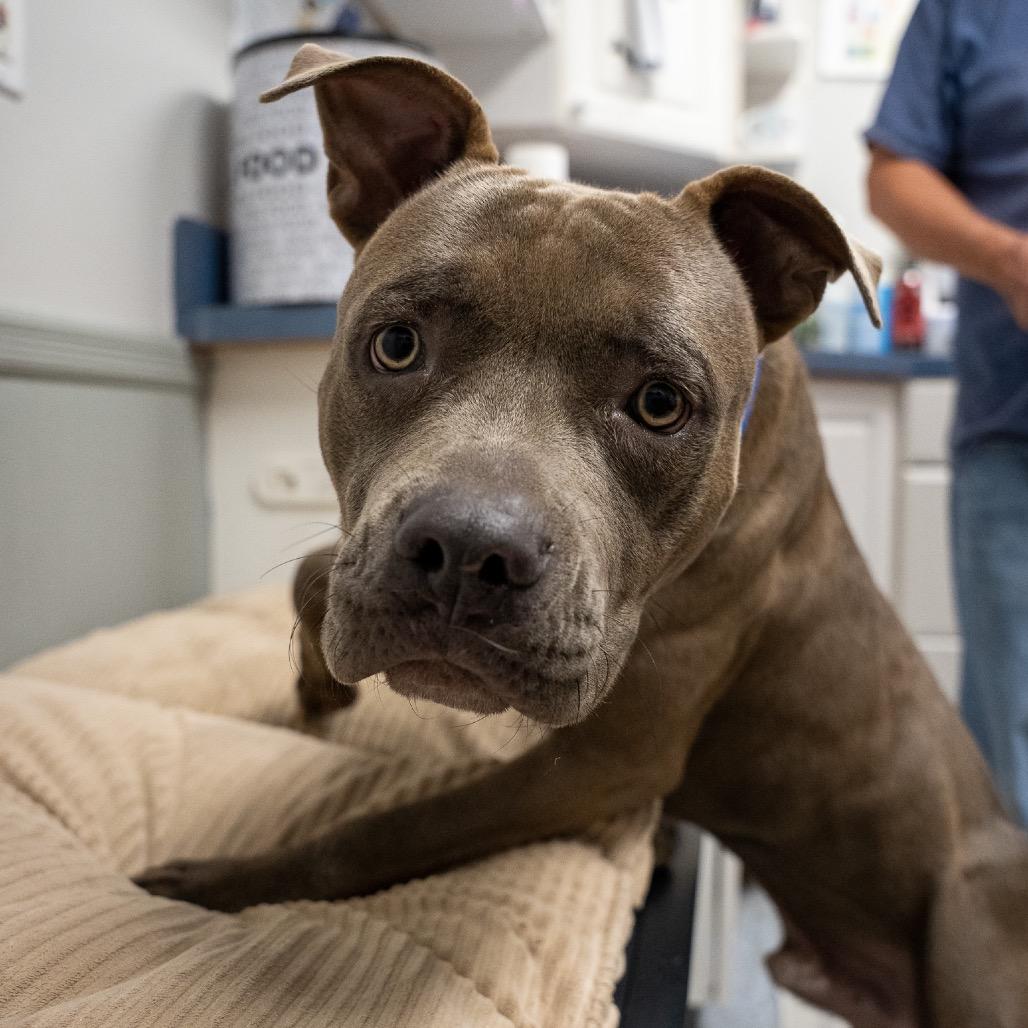 Bagel, Adoptable, Young Male American Bulldog & Mixed Breed.