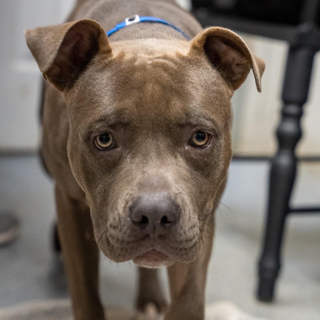 Enlarge Bagel, a Adoptable mixed breed in Pawling, NY image 2/6