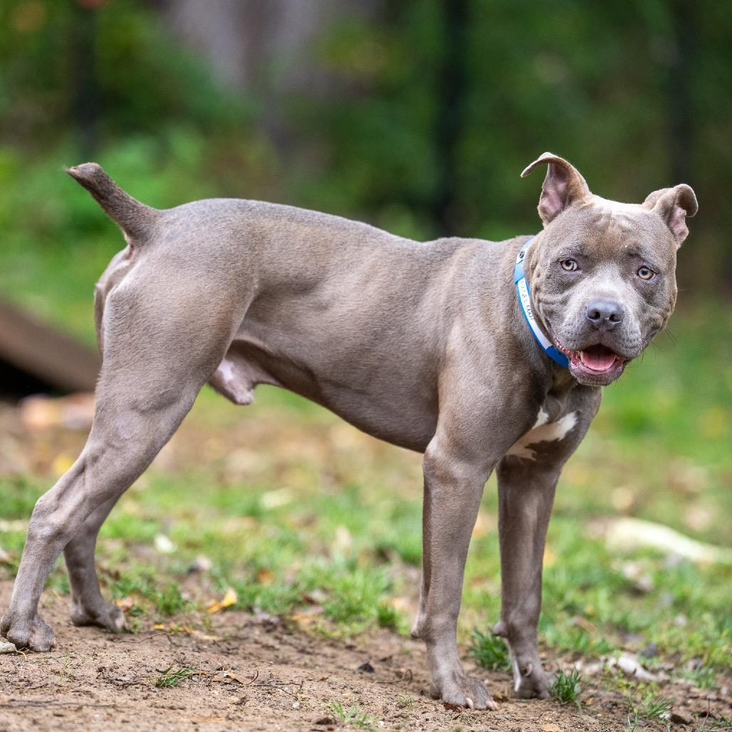 Enlarge Bagel, a Adoptable mixed breed in Pawling, NY image 3/6