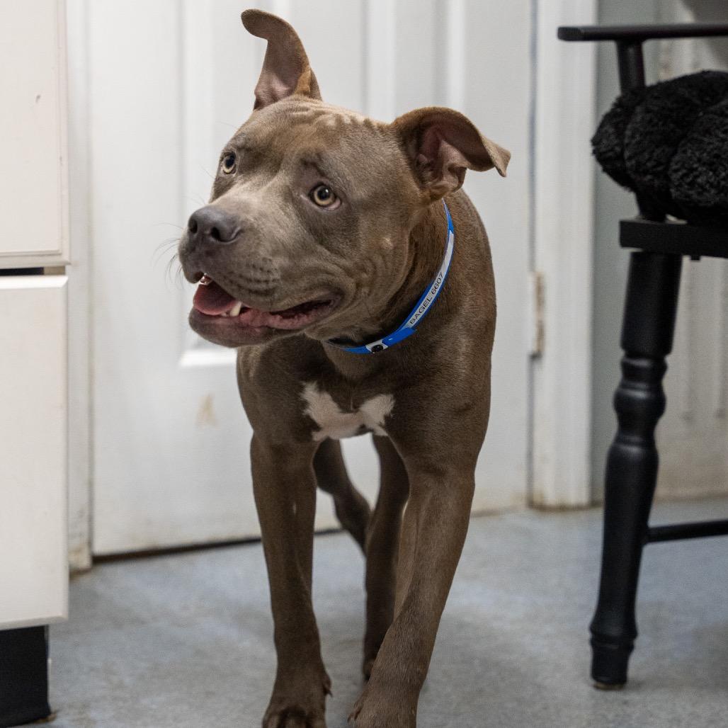 Enlarge Bagel, a Adoptable mixed breed in Pawling, NY image 4/6