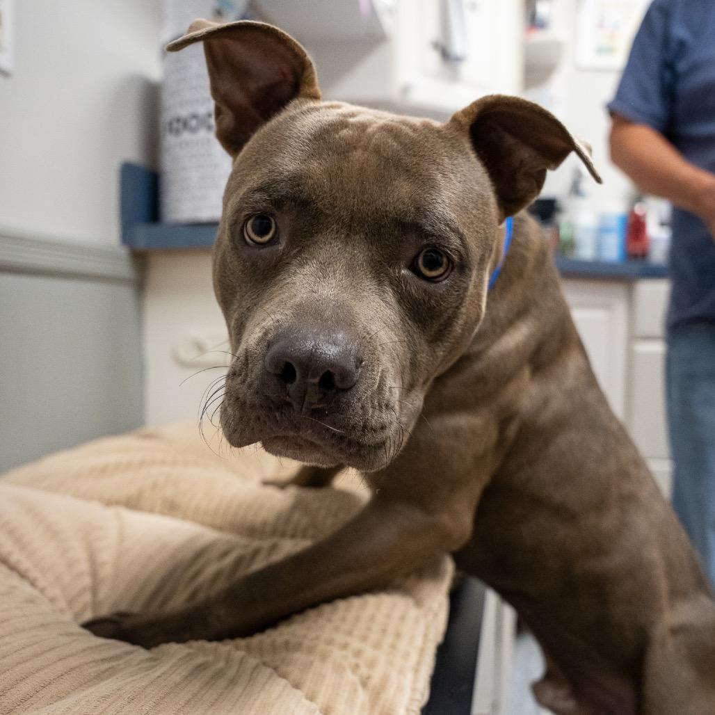 Enlarge Bagel, a Adoptable mixed breed in Pawling, NY image 5/6