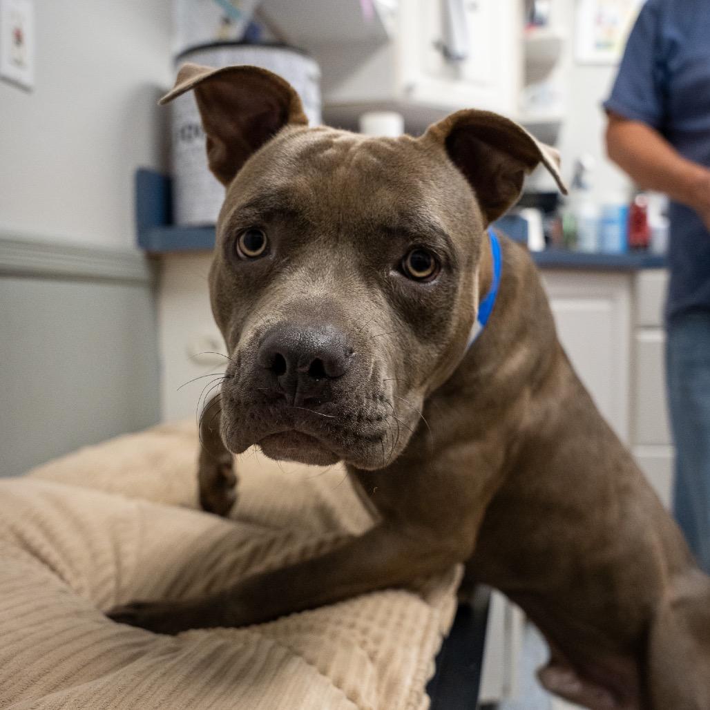 Enlarge Bagel, a Adoptable mixed breed in Pawling, NY image 6/6