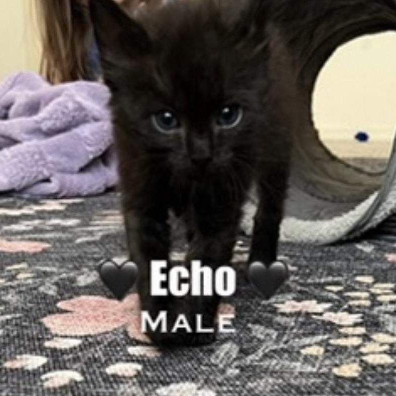 Echo, a Adoptable Domestic Long Hair in Collinsville , OK image 2/4