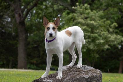 Janie, Adoptable, Young Female Shepherd & Mixed Breed.