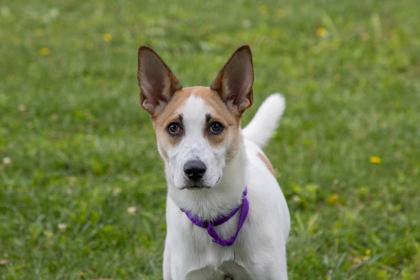Janie, a Adoptable mixed breed in Kansas City, MO image 2/3