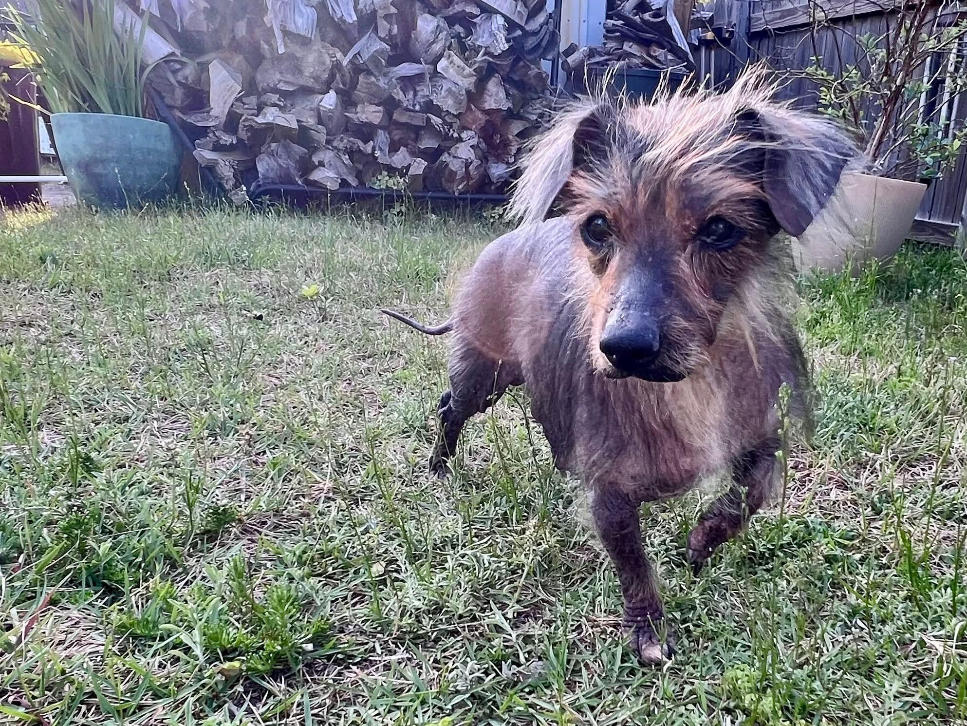 Enlarge Hershey, a ADOPTABLE mixed breed in Fort Walton Beach, FL image 4/6