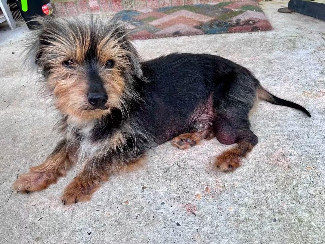 Hershey, ADOPTABLE, Senior Male Dachshund.