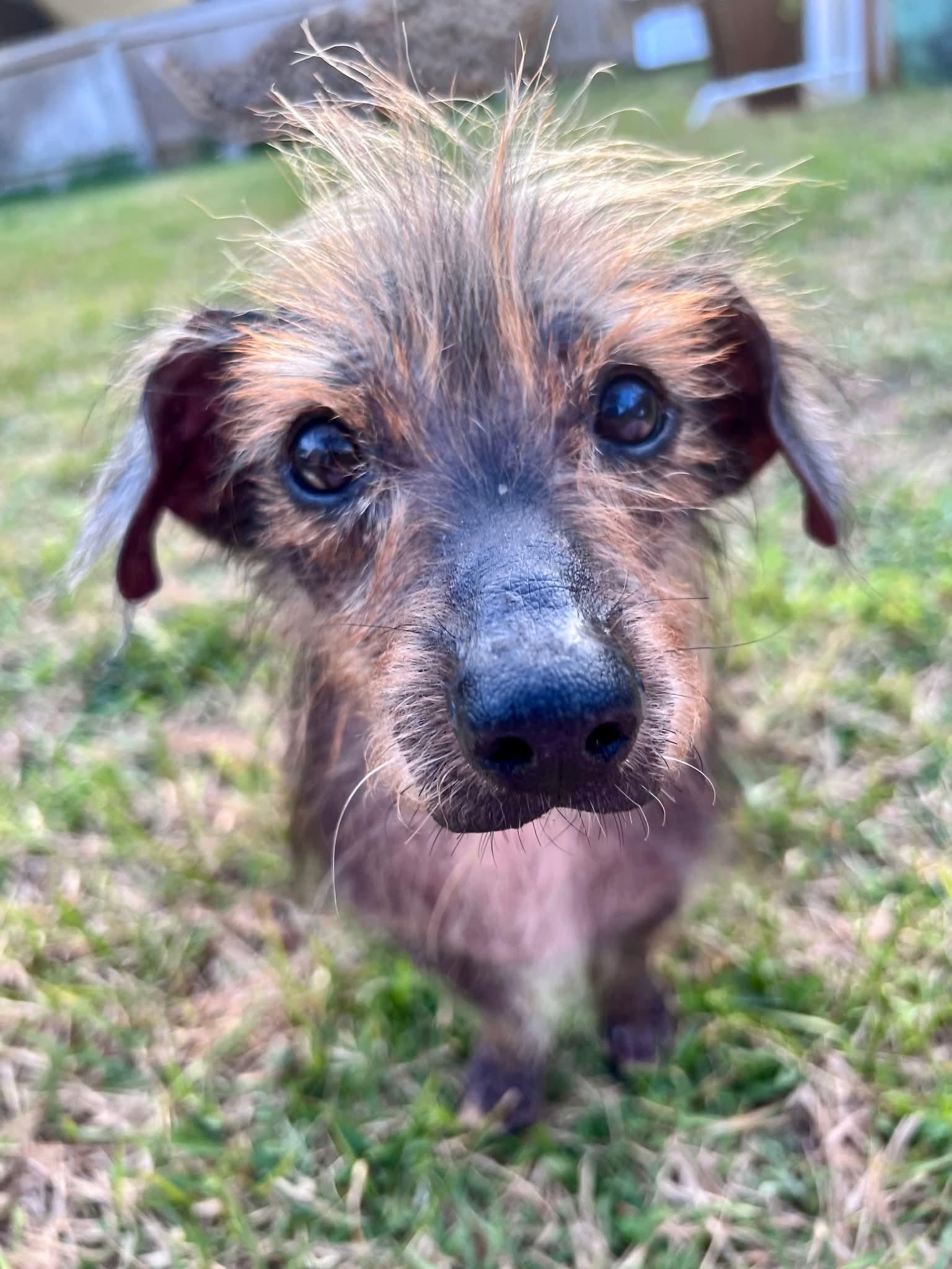 Enlarge Hershey, a ADOPTABLE mixed breed in Fort Walton Beach, FL image 1/6
