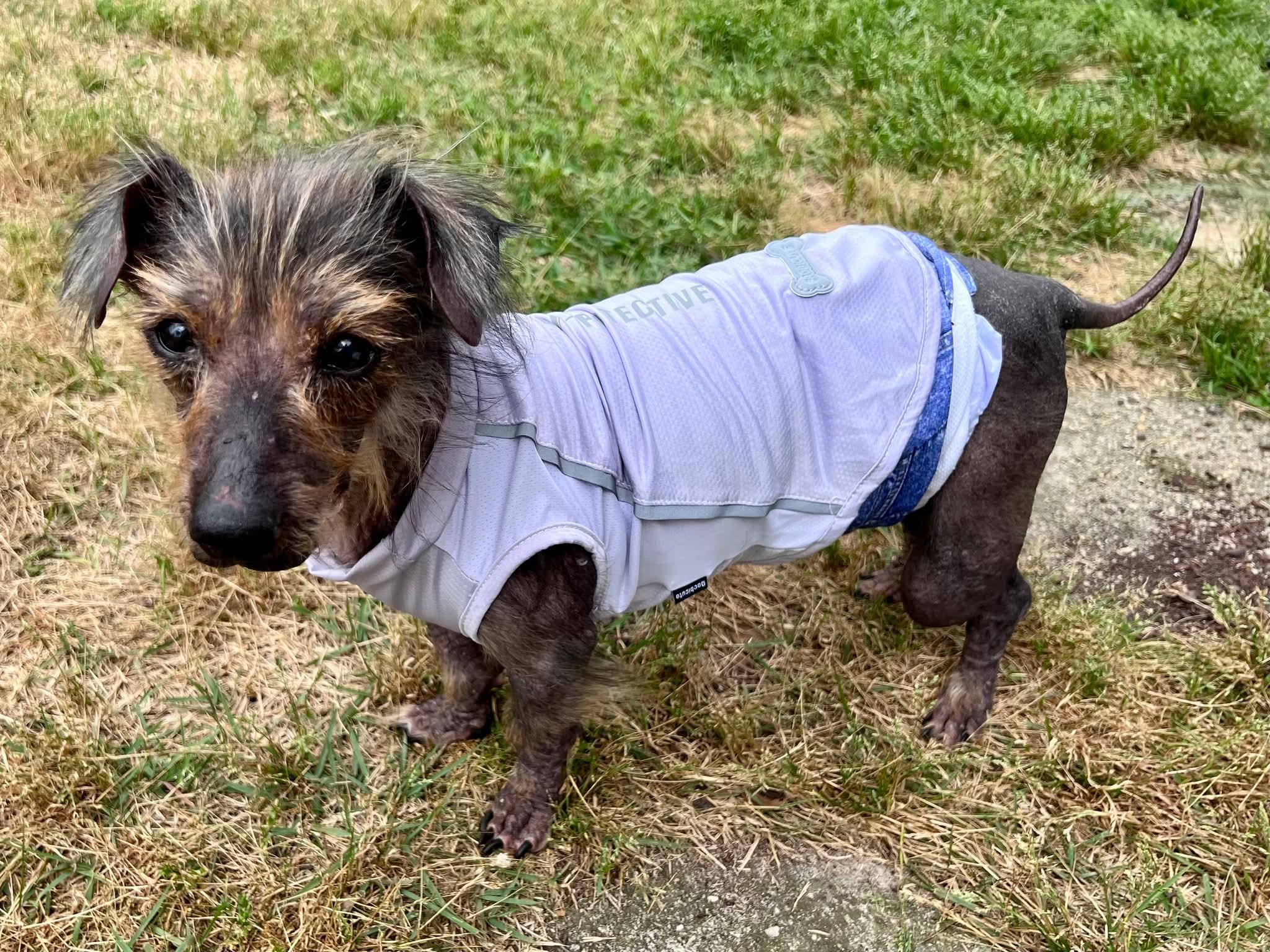 Enlarge Hershey, a ADOPTABLE mixed breed in Fort Walton Beach, FL image 5/6