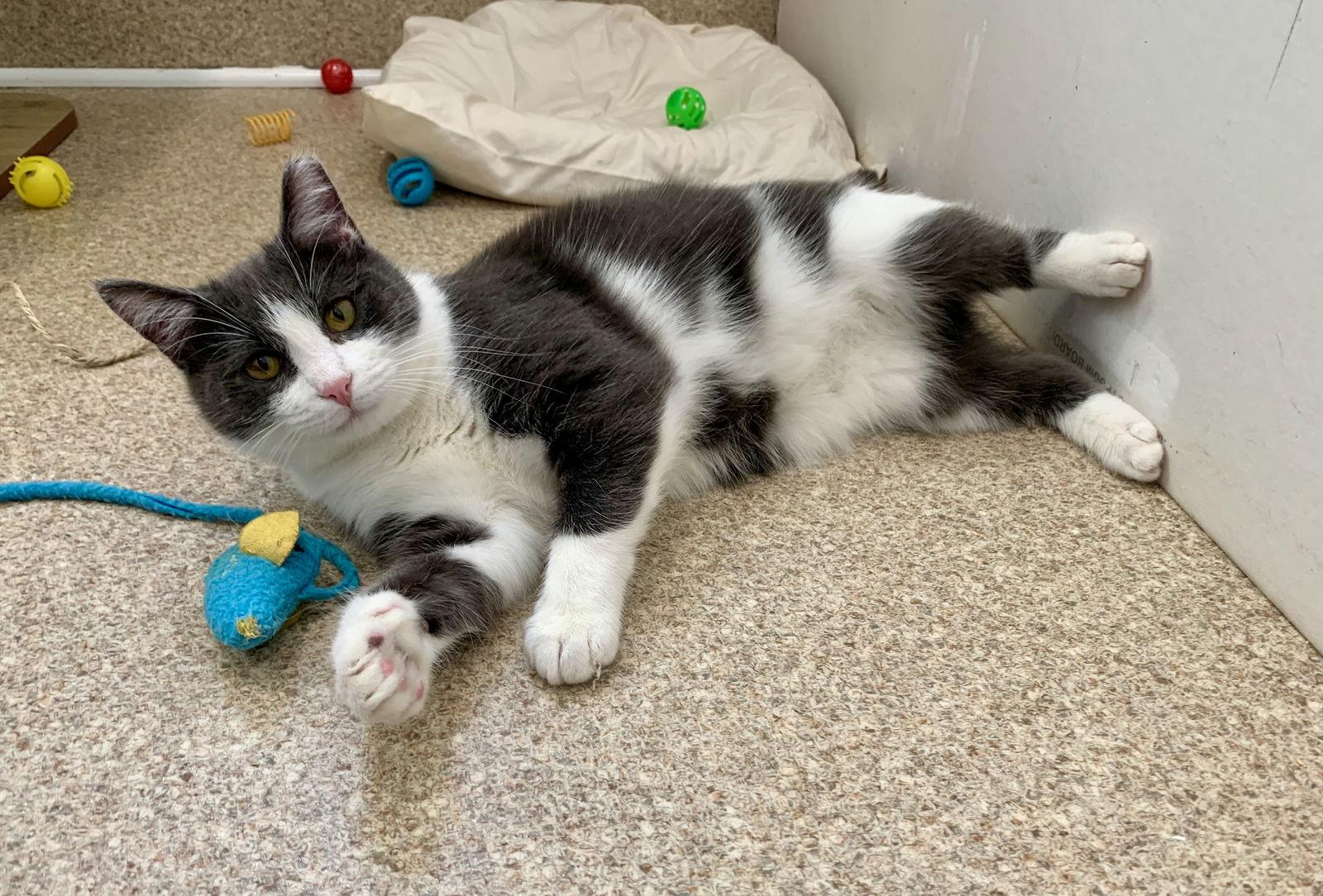 Danny, Adoptable, Young Male Domestic Short Hair & Tuxedo.
