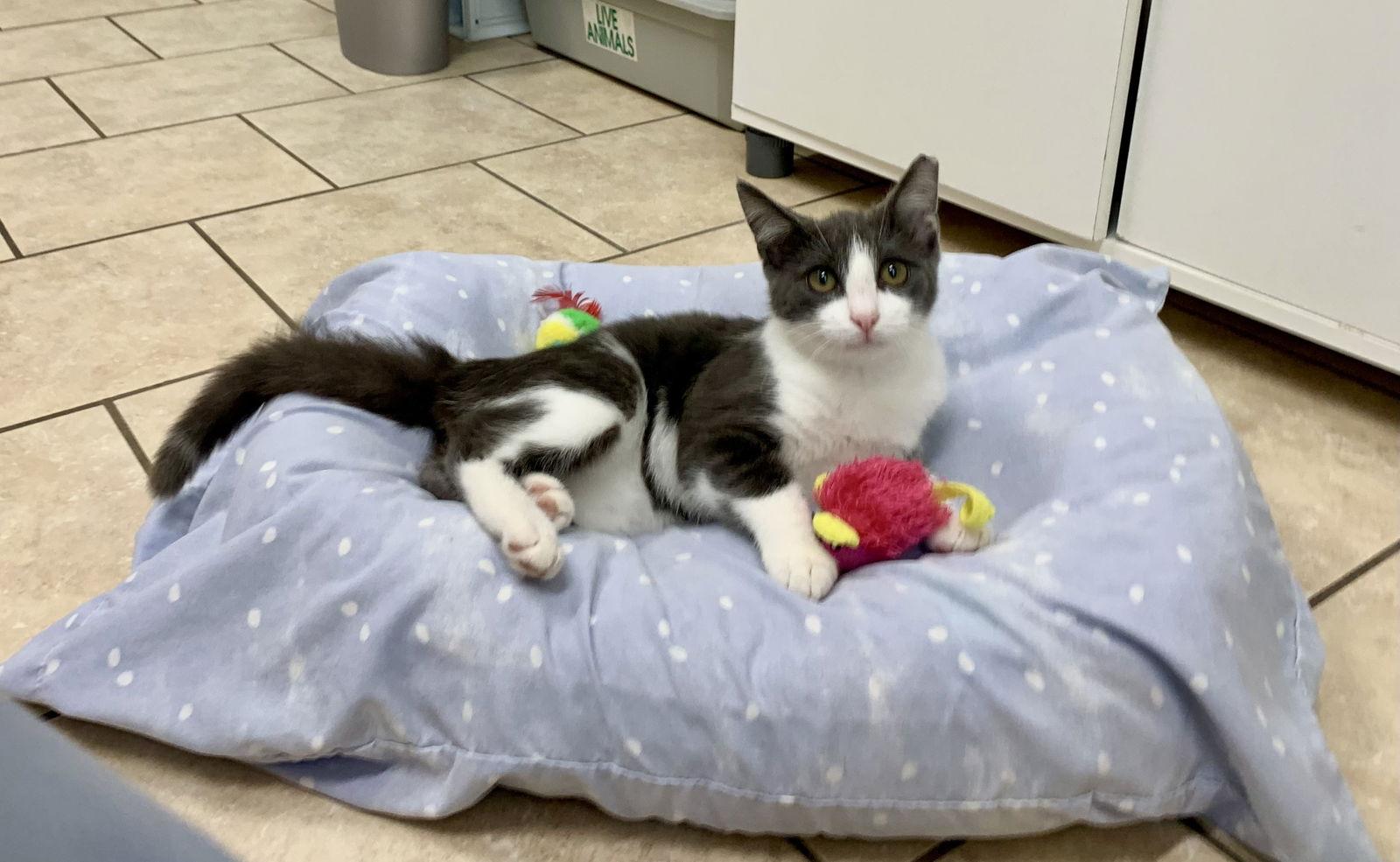 Danny, Adoptable, Young Male Domestic Short Hair & Tuxedo.