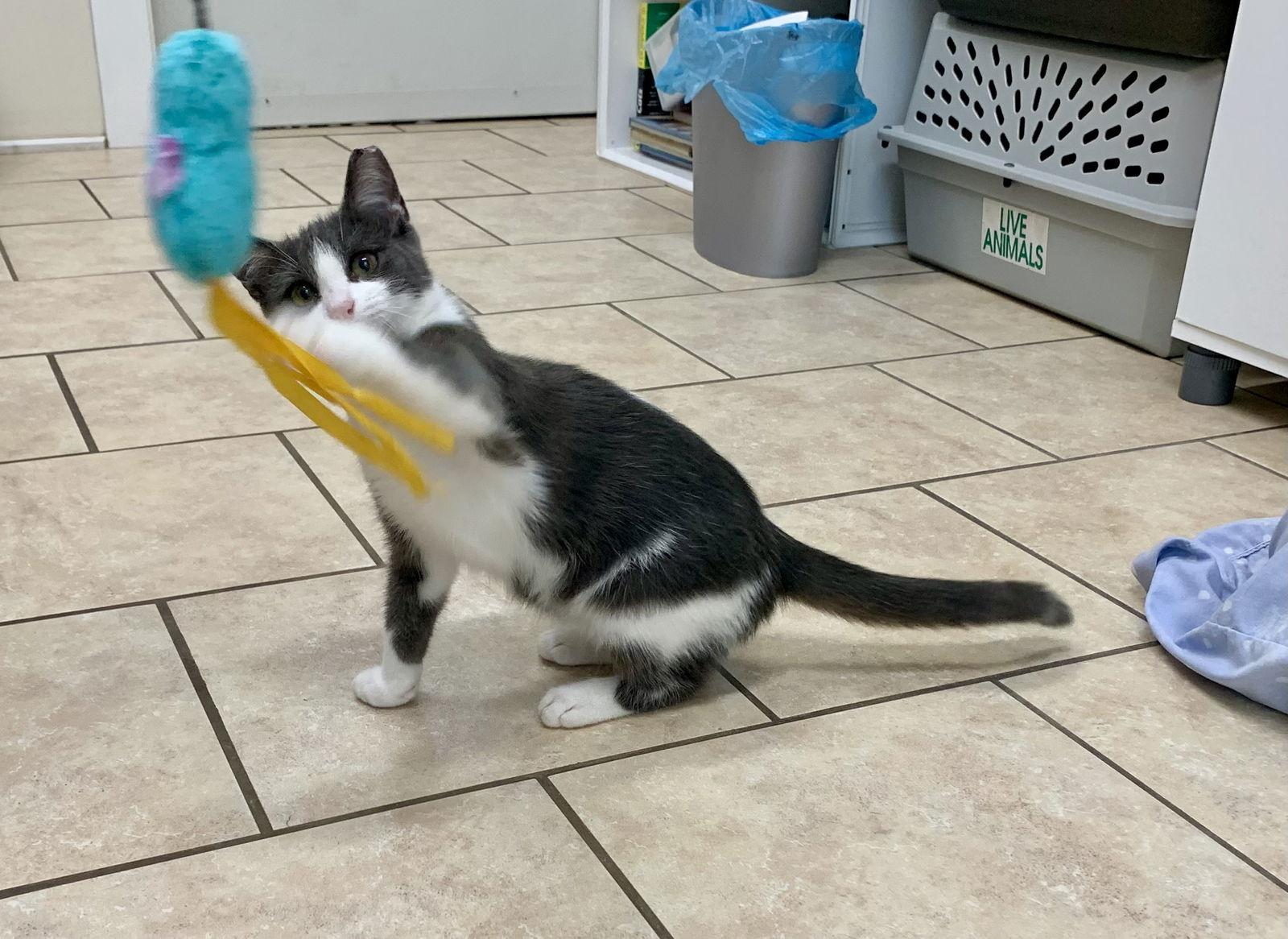 Danny, a Adoptable mixed breed in Mc Cormick, SC image 2/3