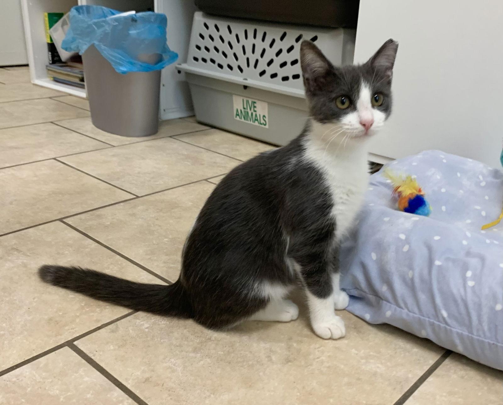 Danny, a Adoptable mixed breed in Mc Cormick, SC image 3/3