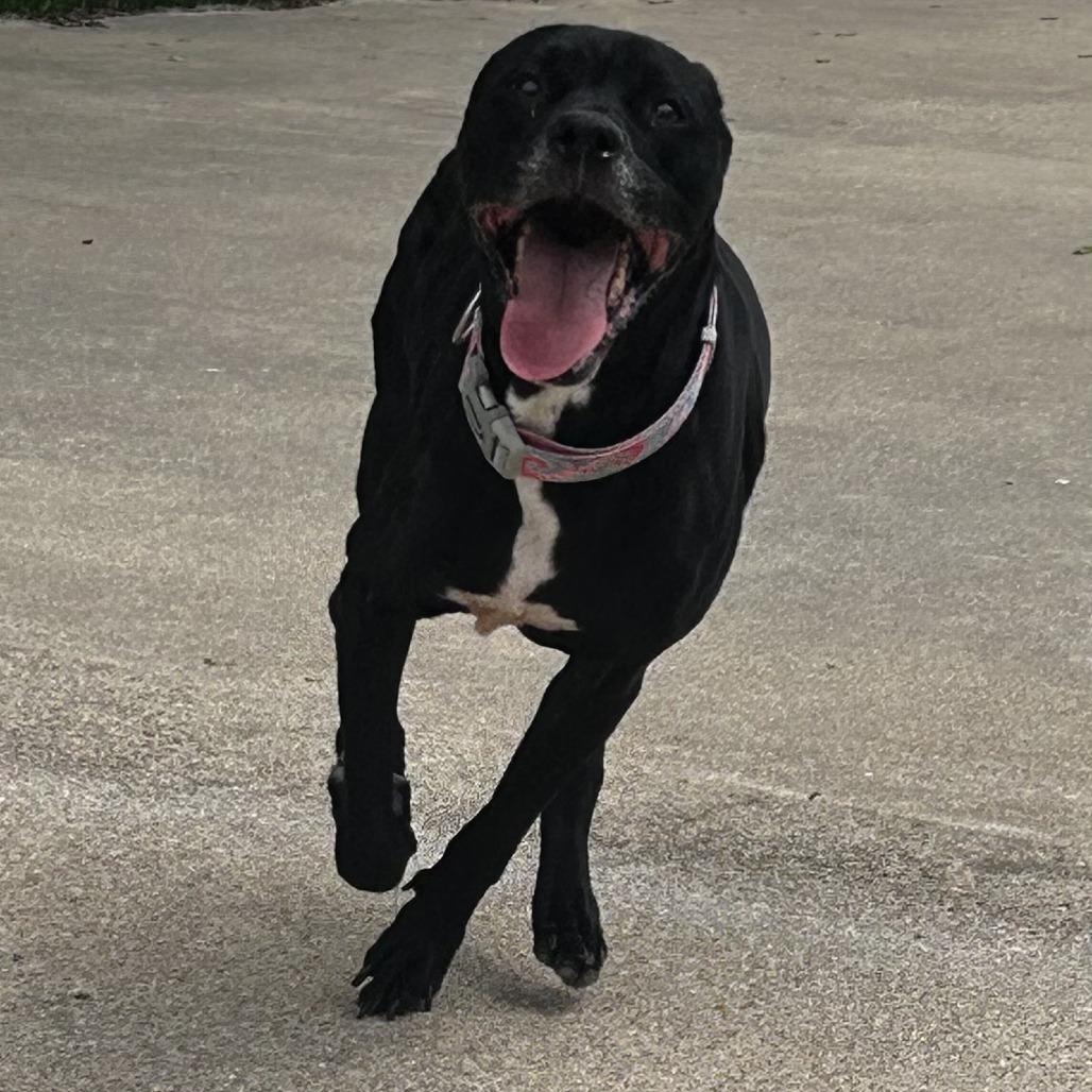 Sophia, Adoptable, Senior Female Labrador Retriever & Mixed Breed.