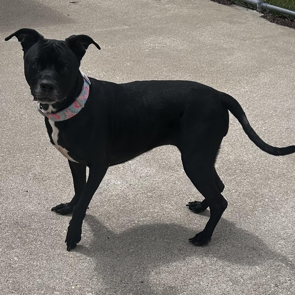 Enlarge Sophia, a Adoptable mixed breed in Dixon, IL image 2/5
