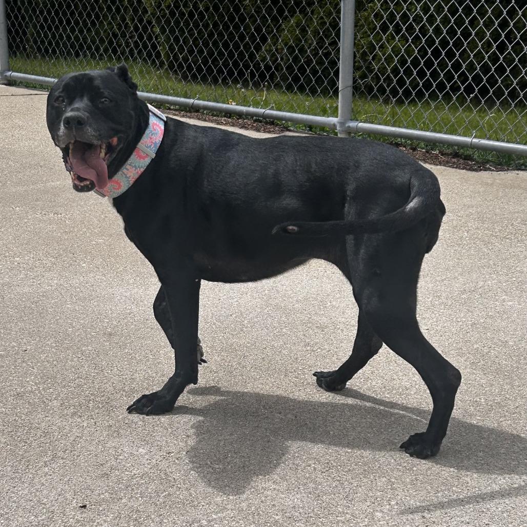 Enlarge Sophia, a Adoptable mixed breed in Dixon, IL image 3/5