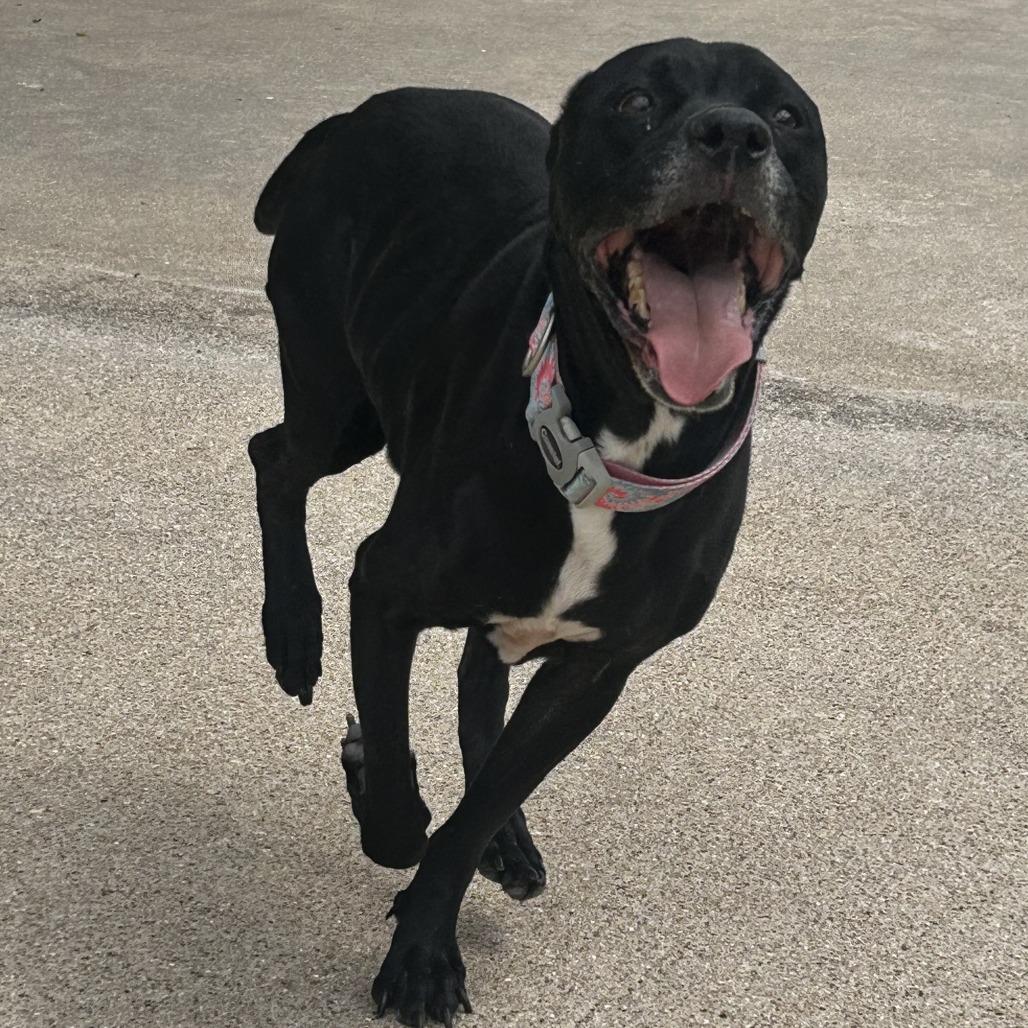 Enlarge Sophia, a Adoptable mixed breed in Dixon, IL image 4/5