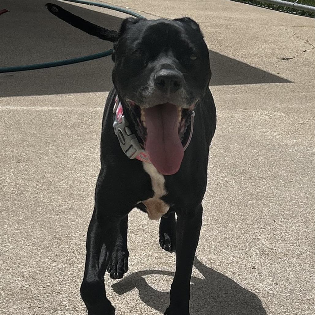 Enlarge Sophia, a Adoptable mixed breed in Dixon, IL image 5/5
