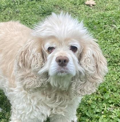 Snow, ADOPTABLE, Adult Female English Cocker Spaniel.
